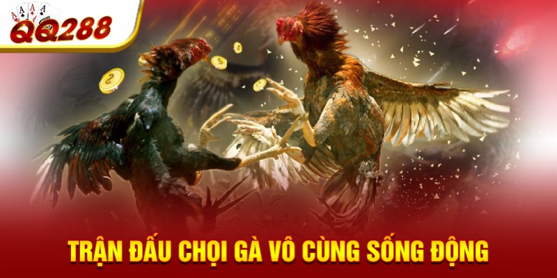 Trận đấu chọi gà vô cùng sống động